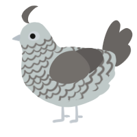 Starbuck, a silver and grey chicken with a lace pattern