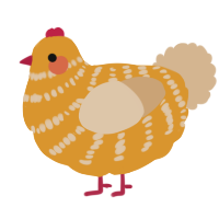 Sunny, a orange and beige chicken with a bar pattern