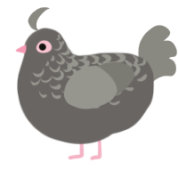 Perfect Pigeon, a grey and ash chicken with a half-lace pattern
