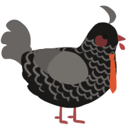 Agent, a sable and grey chicken with a lace pattern