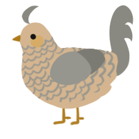 A beige and ash chicken with a lace pattern