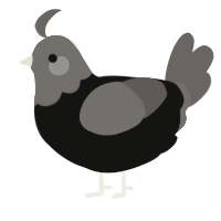 A black and grey chicken with a head pattern