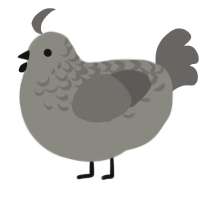 A ash and grey chicken with a half-lace pattern