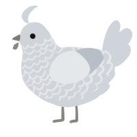 Water Bottle, a mist chicken with a lace pattern