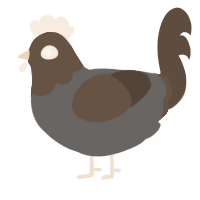 A grey and bark chicken with a head pattern