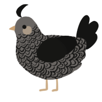 A grey and black chicken with a double-lace pattern