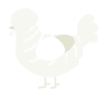 A white chicken with a half-bar pattern