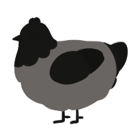 A grey and black chicken with a head pattern