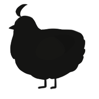 A black chicken