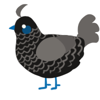 Gin, a sable and grey chicken with a lace pattern