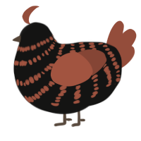 A black and russet chicken with a bar pattern