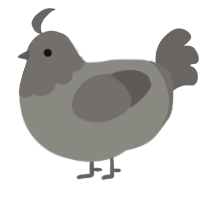A ash and grey chicken with a head pattern