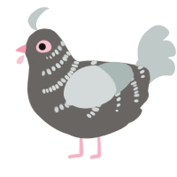 PIDGEON, a grey and silver chicken with a half-bar pattern