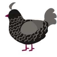 Suspect, a sable and grey chicken with a lace pattern