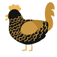 Midas, a black and gold chicken with a lace pattern