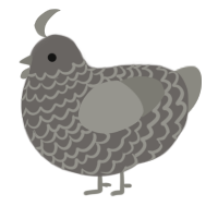 A grey and ash chicken with a lace pattern