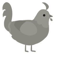 Andesite, a ash chicken with a head pattern