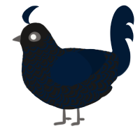 A sable and tumblr chicken with a double-lace pattern