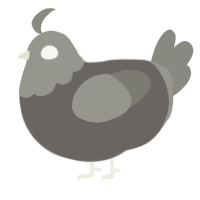 A grey and ash chicken with a head pattern