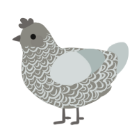 A ash and silver chicken with a double-lace pattern