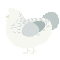 whiteboy-, a white and silver chicken with a half-lace pattern