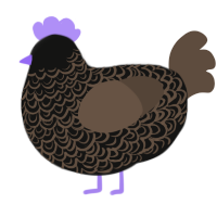 111, a black and bark chicken with a double-lace pattern