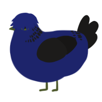 A navy and sable chicken with a neck-band pattern