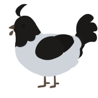 Magpie, a mist and sable chicken with a head pattern