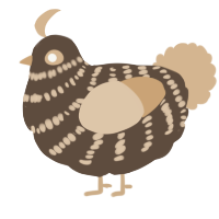 A bark and beige chicken with a bar pattern