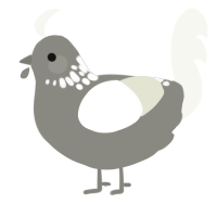 A ash and white chicken with a neck-speckle pattern