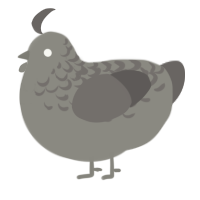 A ash and grey chicken with a half-lace pattern