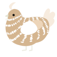 A beige and cream chicken with a bar pattern