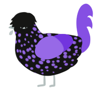A black and blurple chicken with a speckle pattern