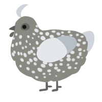 A ash and mist chicken with a speckle pattern