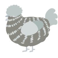 A ash and silver chicken with a bar pattern