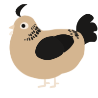 A beige and sable chicken with a neck-band pattern