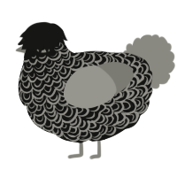 A black and ash chicken with a double-lace pattern