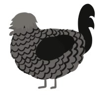 dustiest, a grey and black chicken with a lace pattern