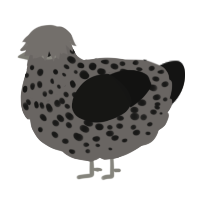 A grey and black chicken with a speckle pattern