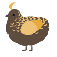 A bark and honey chicken with a half-lace pattern