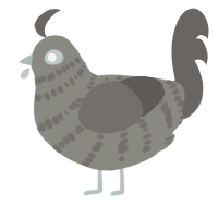 A ash and grey chicken with a bar pattern