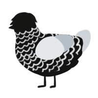 A black and mist chicken with a lace pattern