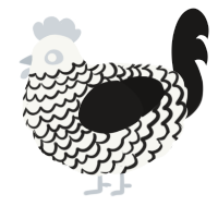 A white and sable chicken with a lace pattern