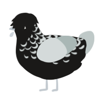 A sable and silver chicken with a half-lace pattern