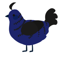 A navy and sable chicken with a half-bar pattern