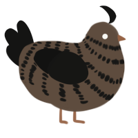 A bark and black chicken with a bar pattern