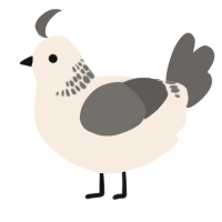 A cream and grey chicken with a neck-band pattern