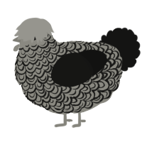 A ash and black chicken with a double-lace pattern