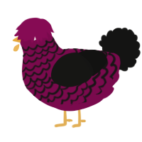 A wine and black chicken with a lace pattern
