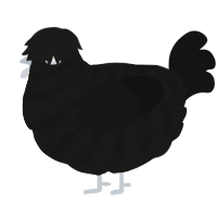 A sable and black chicken with a bar pattern
